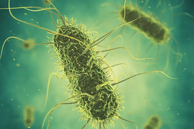 Đánh giá nguy cơ nhiễm Salmonella trong thịt gà từ trang trại đến bàn ăn tại Hà Nội, Việt Nam